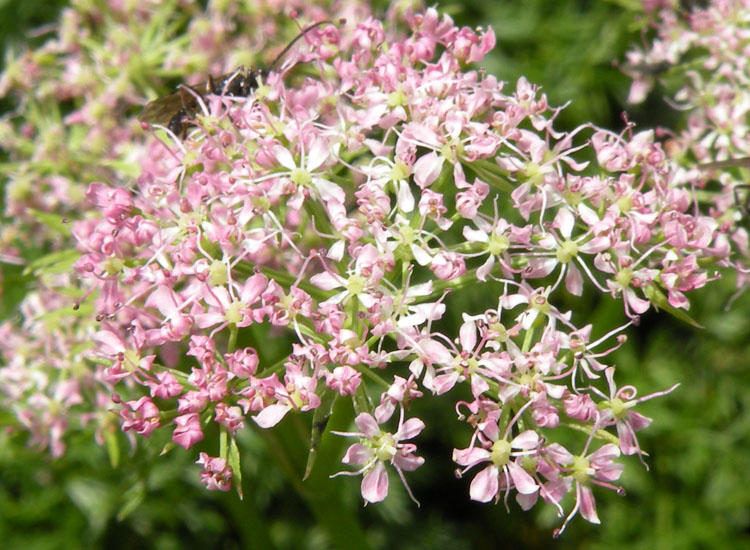 Ligusticum... e poi?